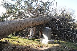 Trees topple at cemetery